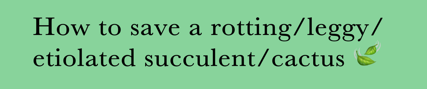 How to save a rotting/leggy/etiolated succulents/cactus