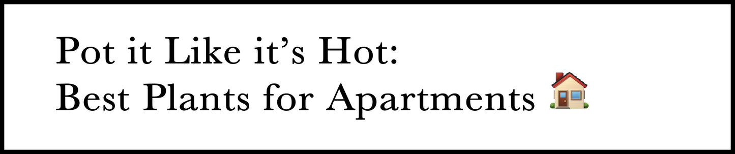 Pot it Like it’s Hot: Best Plants for Apartments