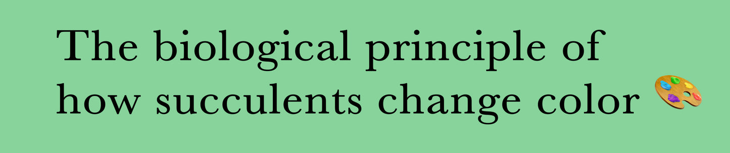 The biological principle of how succulents change color