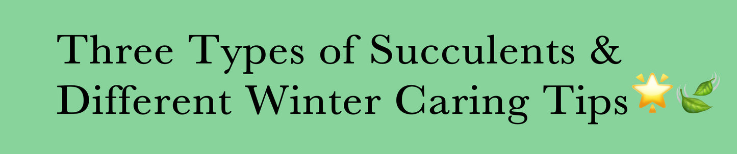Three Types of Succulents & Different Winter Caring Tips