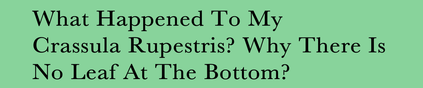 What happened to my Crassula Rupestris? Why there is no leaf at the bottom part?