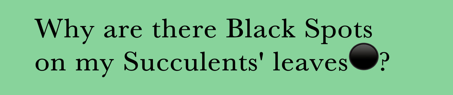 Why are there Black Spots on my Succulents' leaves?