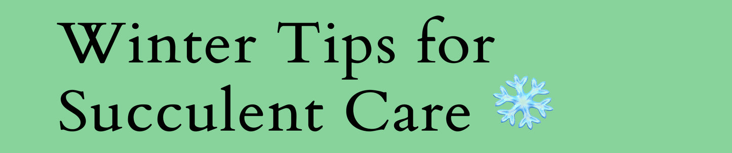 Winter Tips for Succulent Care