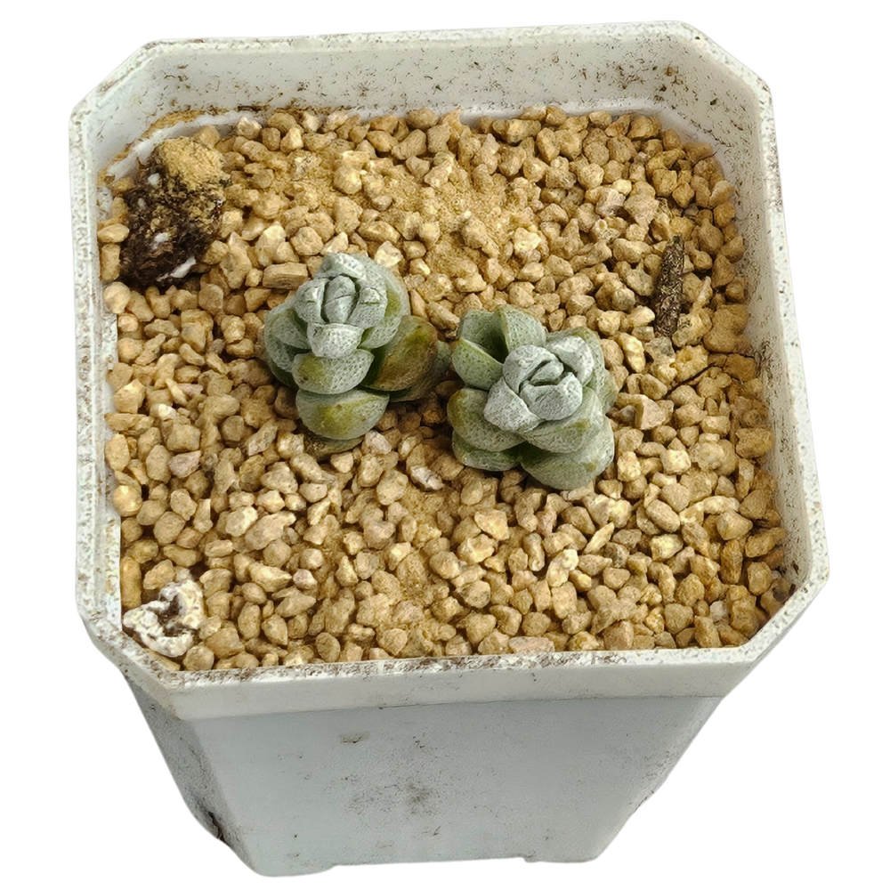 Crassula Deceptrix