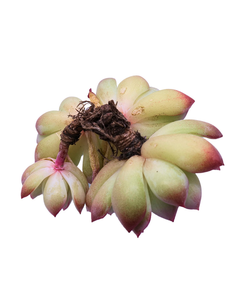 Echeveria Brave