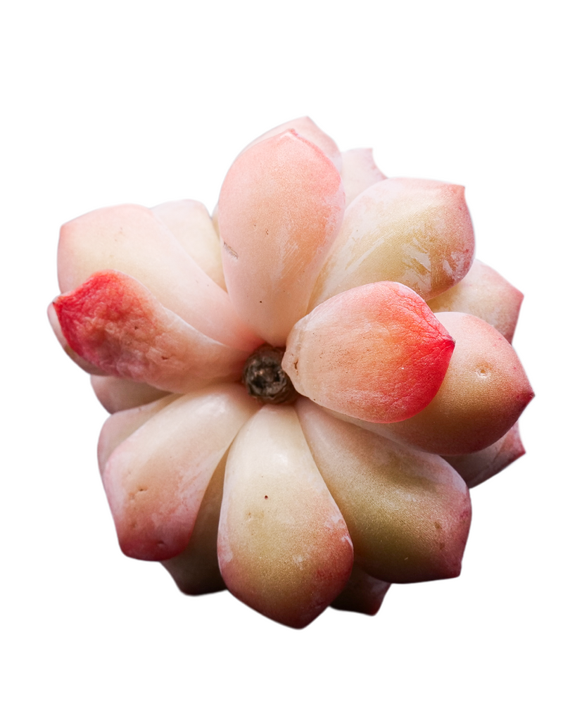 Echeveria Amazing Grace