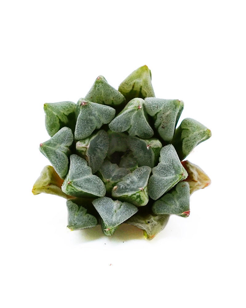 Haworthia Love Heart
