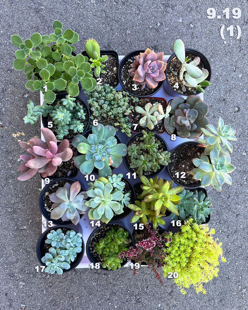9.19 (1)(2)(3)(4)(5) Local Succulents Premium One-of-Kind
