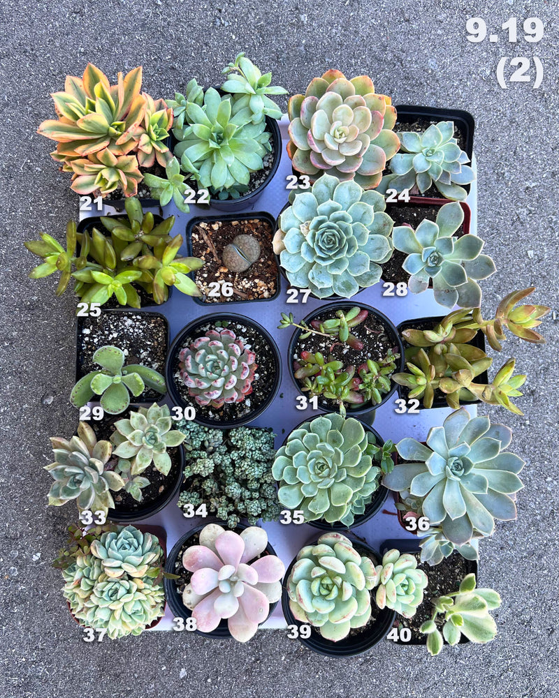 9.19 (1)(2)(3)(4)(5) Local Succulents Premium One-of-Kind