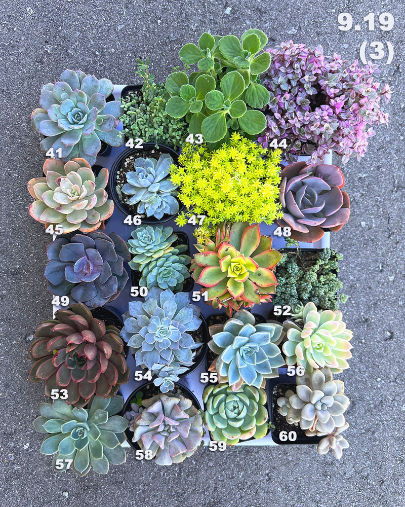 9.19 (1)(2)(3)(4)(5) Local Succulents Premium One-of-Kind