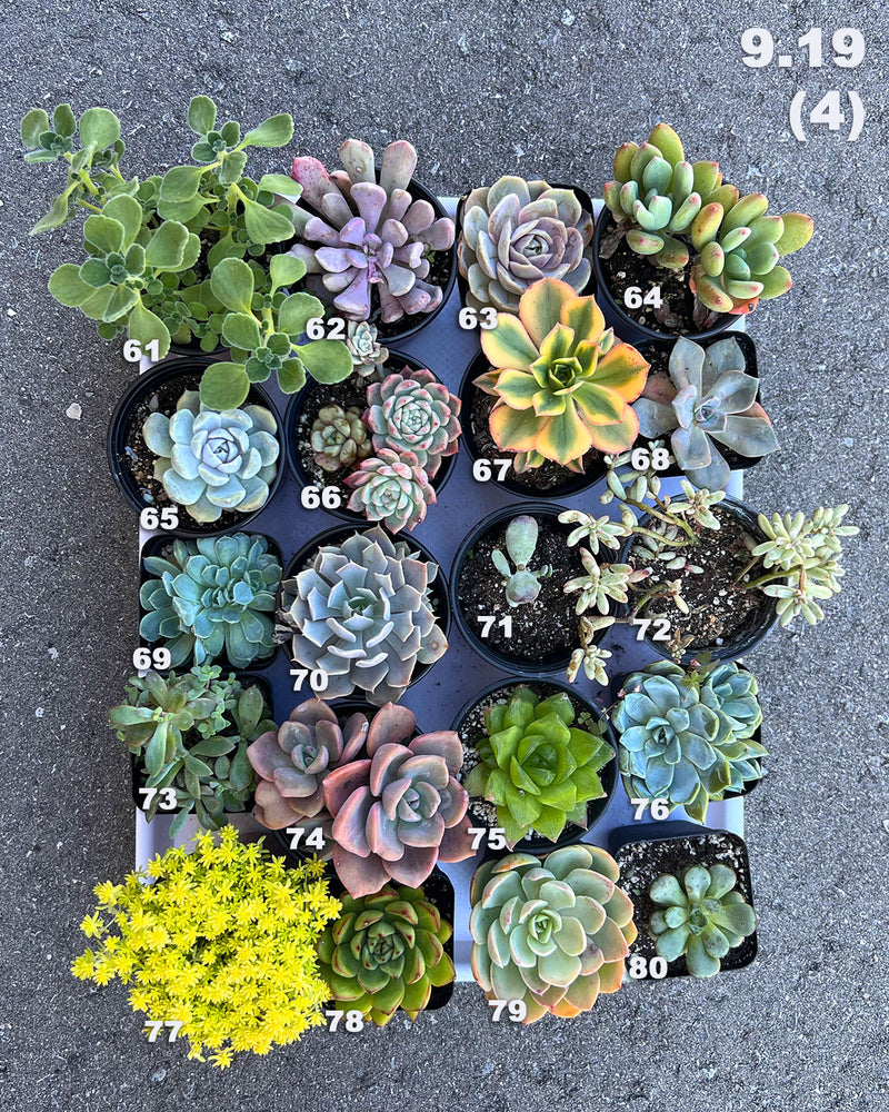 9.19 (1)(2)(3)(4)(5) Local Succulents Premium One-of-Kind