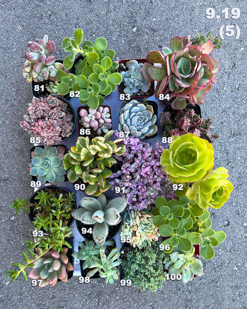 9.19 (1)(2)(3)(4)(5) Local Succulents Premium One-of-Kind