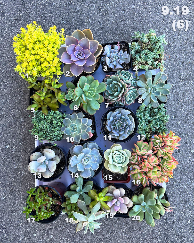 9.19 (6)(7) Local Succulents Premium One-of-Kind