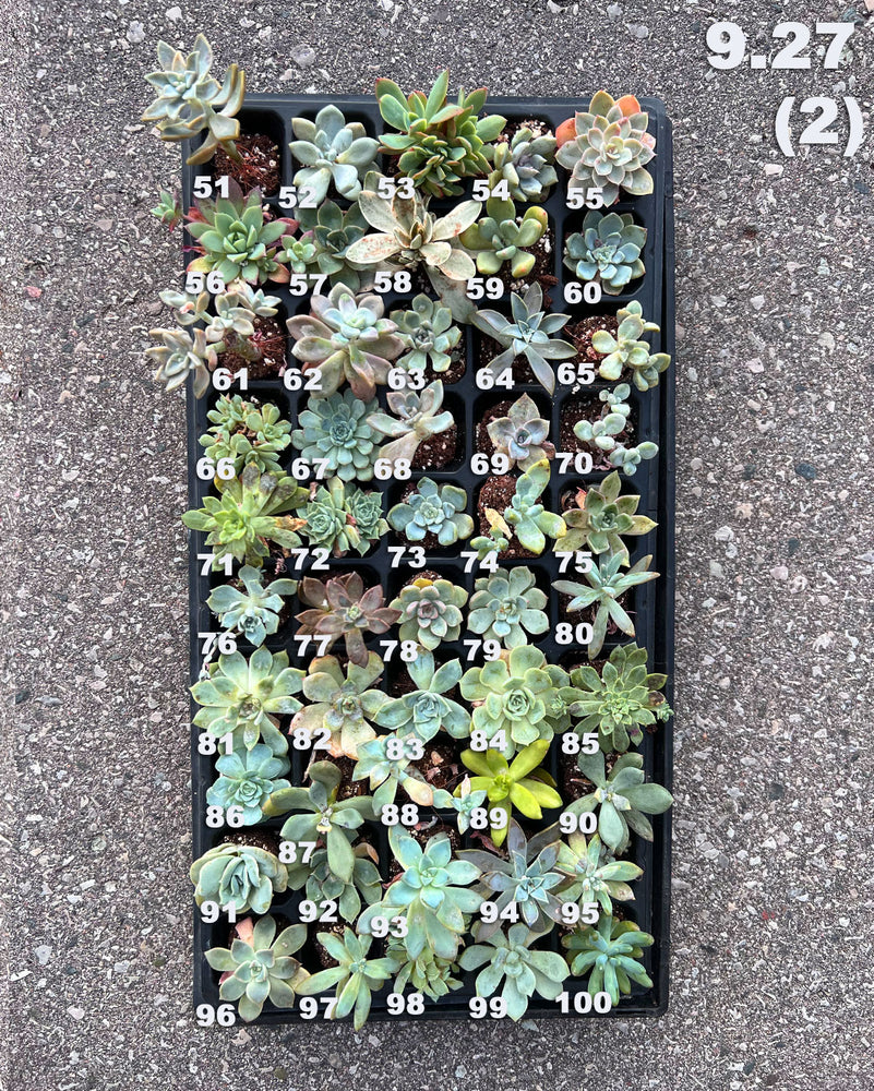 9.27 (1)(2) Baby/Small Local Succulents (1-100)