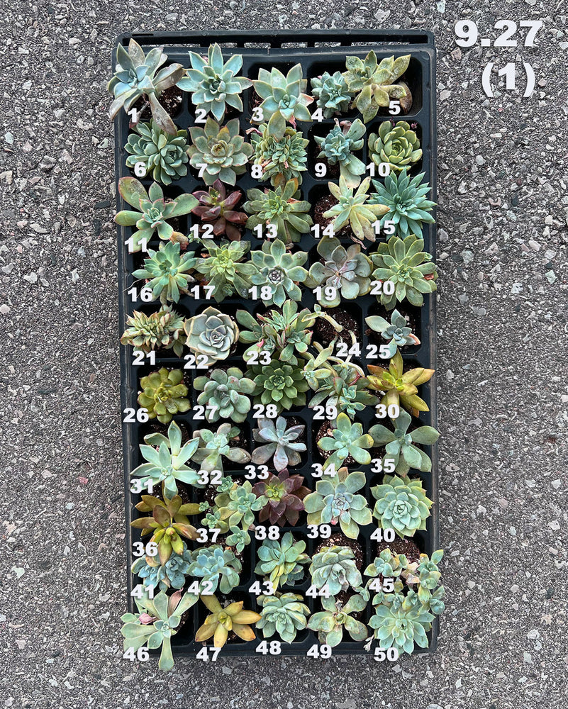 9.27 (1)(2) Baby/Small Local Succulents (1-100)
