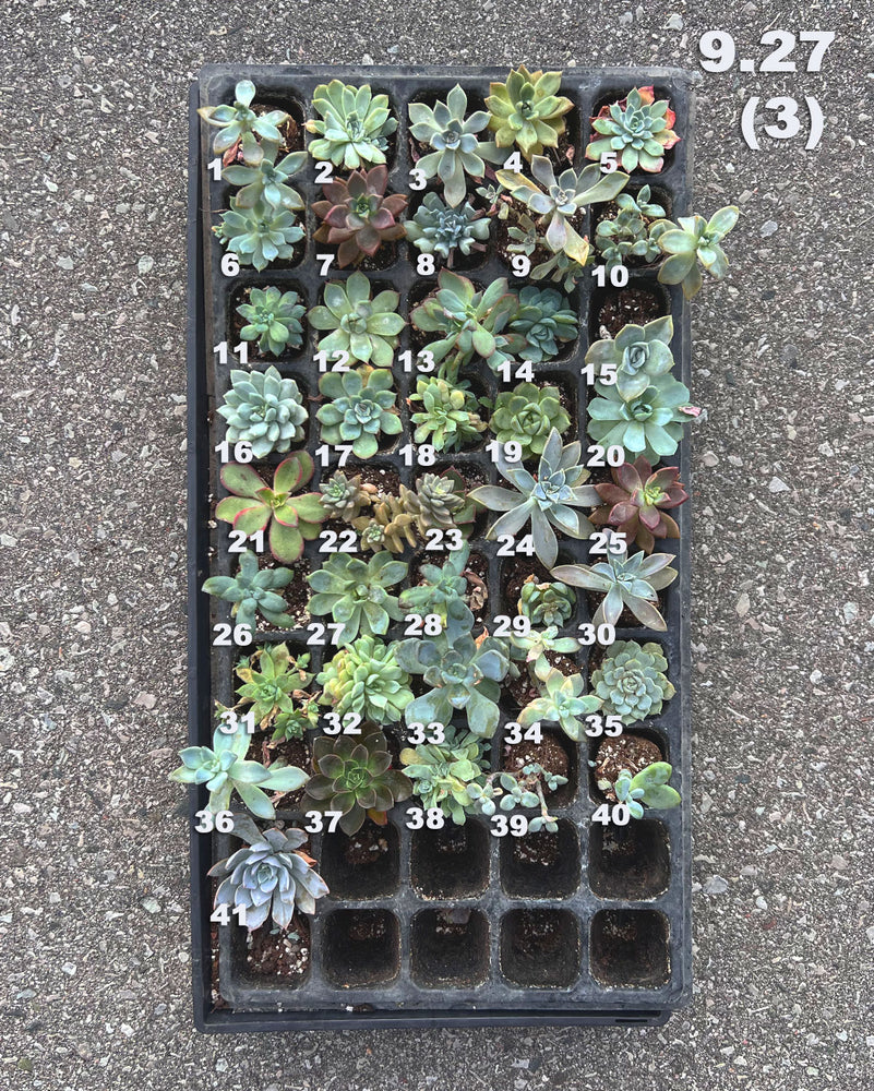 9.27 (3) Baby/Small Local Succulents (1-100)