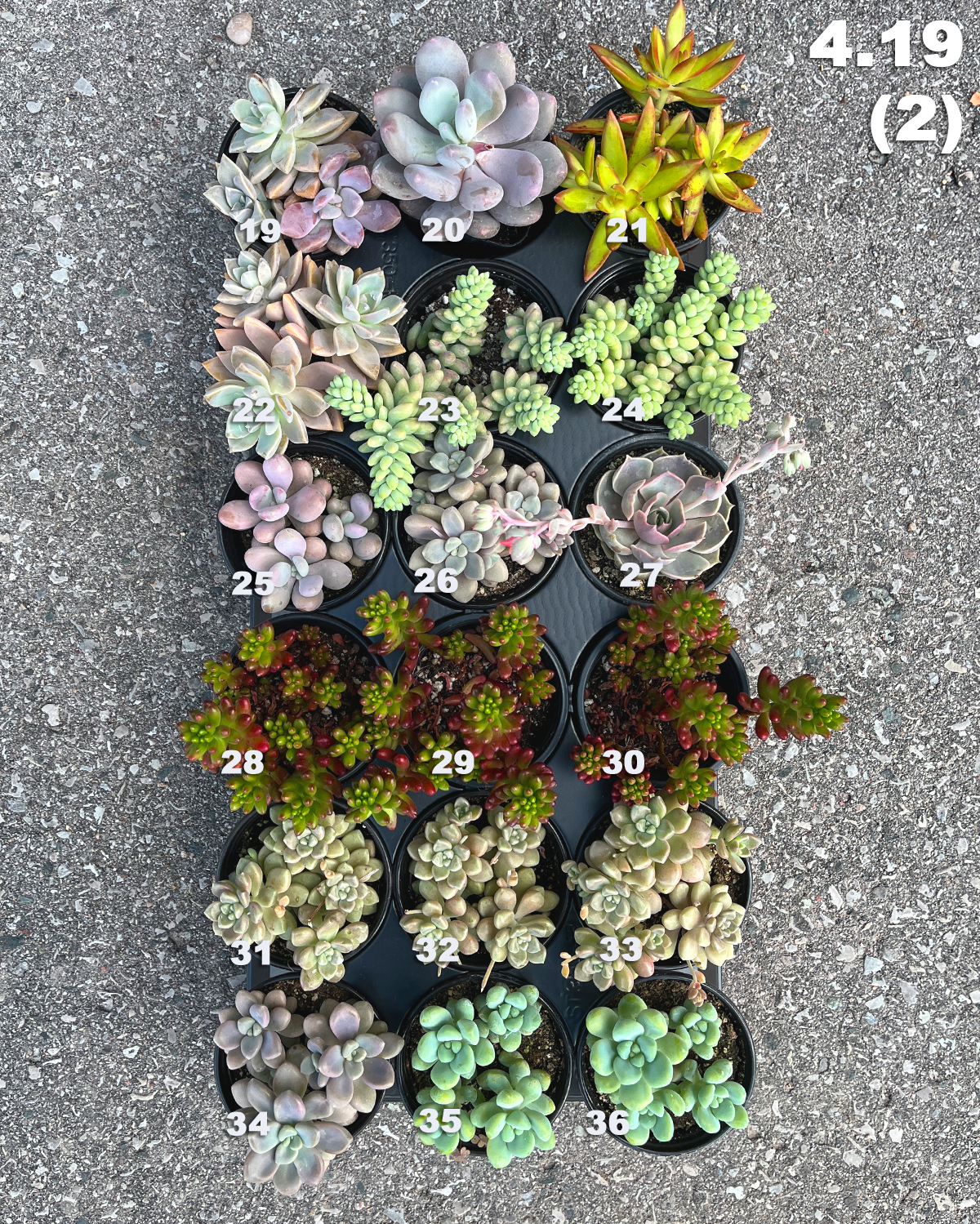 local succulents for sale 4.19 (1)(2) Local Succulents Premium One-of-Kind