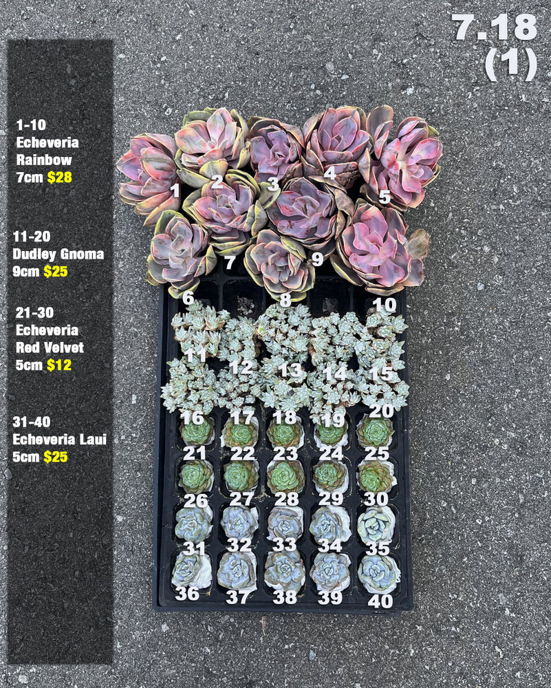 7.18 (1)(2) Korean Rare Succulents One-of-Kind