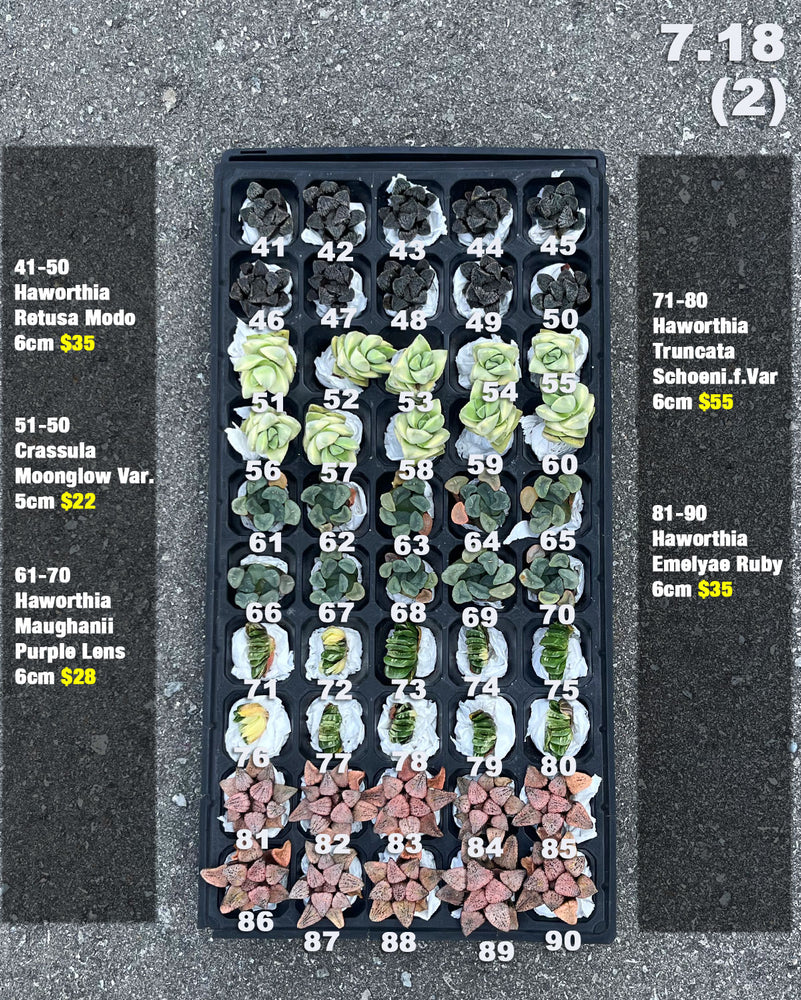 7.18 (1)(2) Korean Rare Succulents One-of-Kind