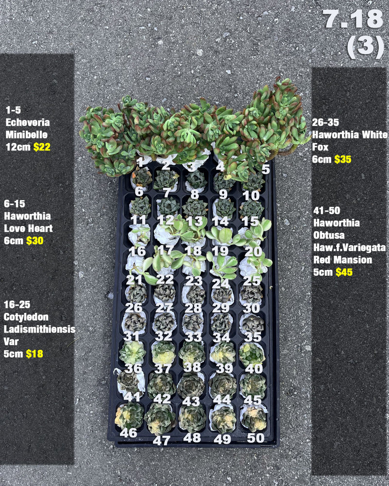 7.18 (3)(4) Korean Rare Succulents One-of-Kind