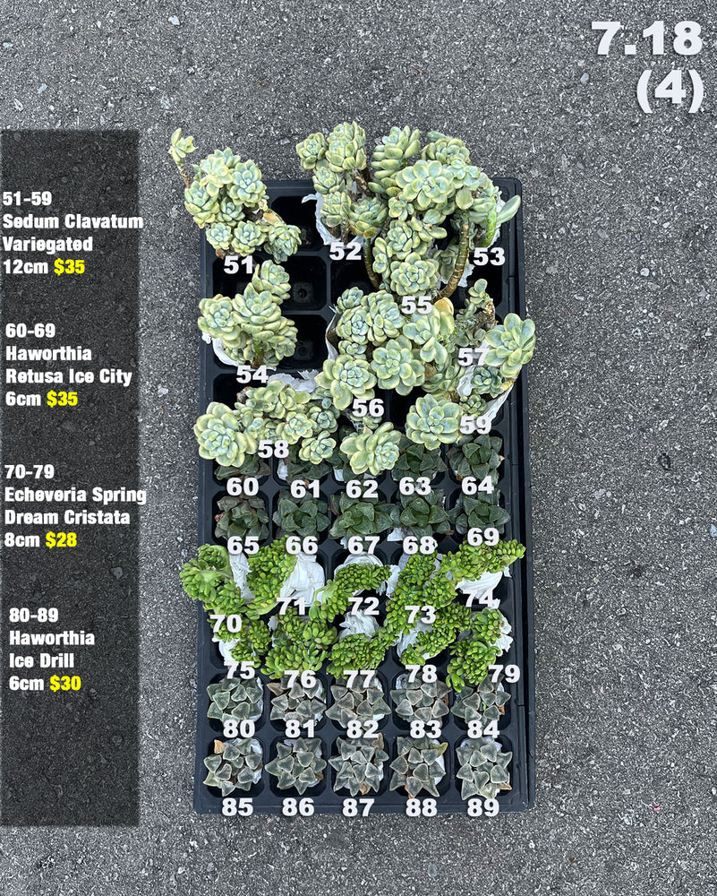 7.18 (3)(4) Korean Rare Succulents One-of-Kind