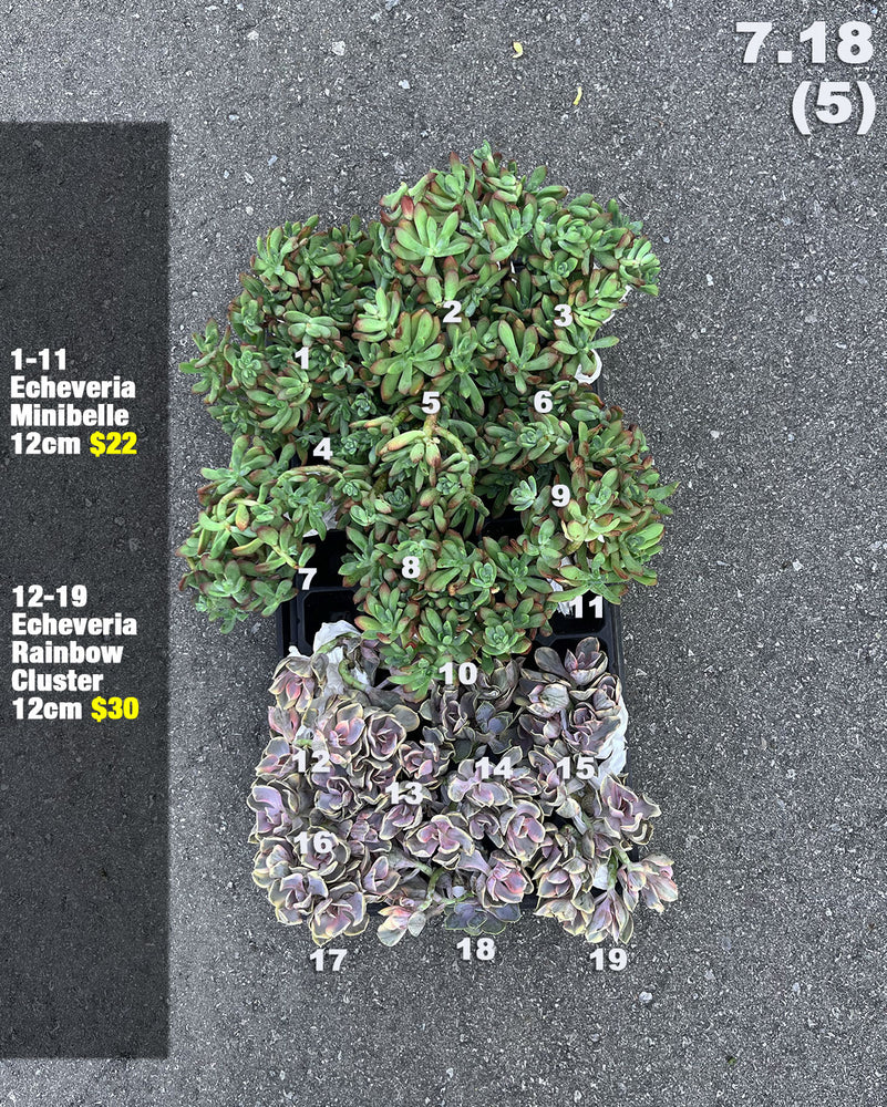 7.18 (5)(6) Korean Rare Succulents One-of-Kind