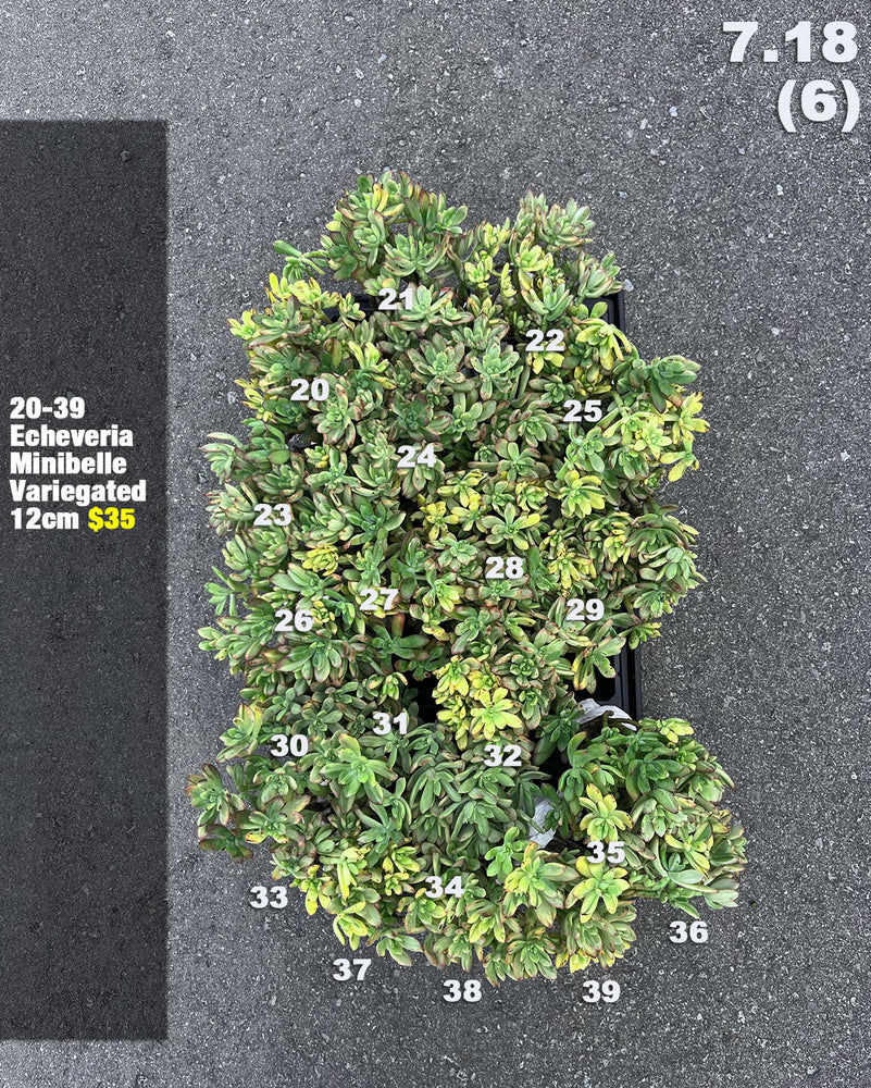 7.18 (5)(6) Korean Rare Succulents One-of-Kind