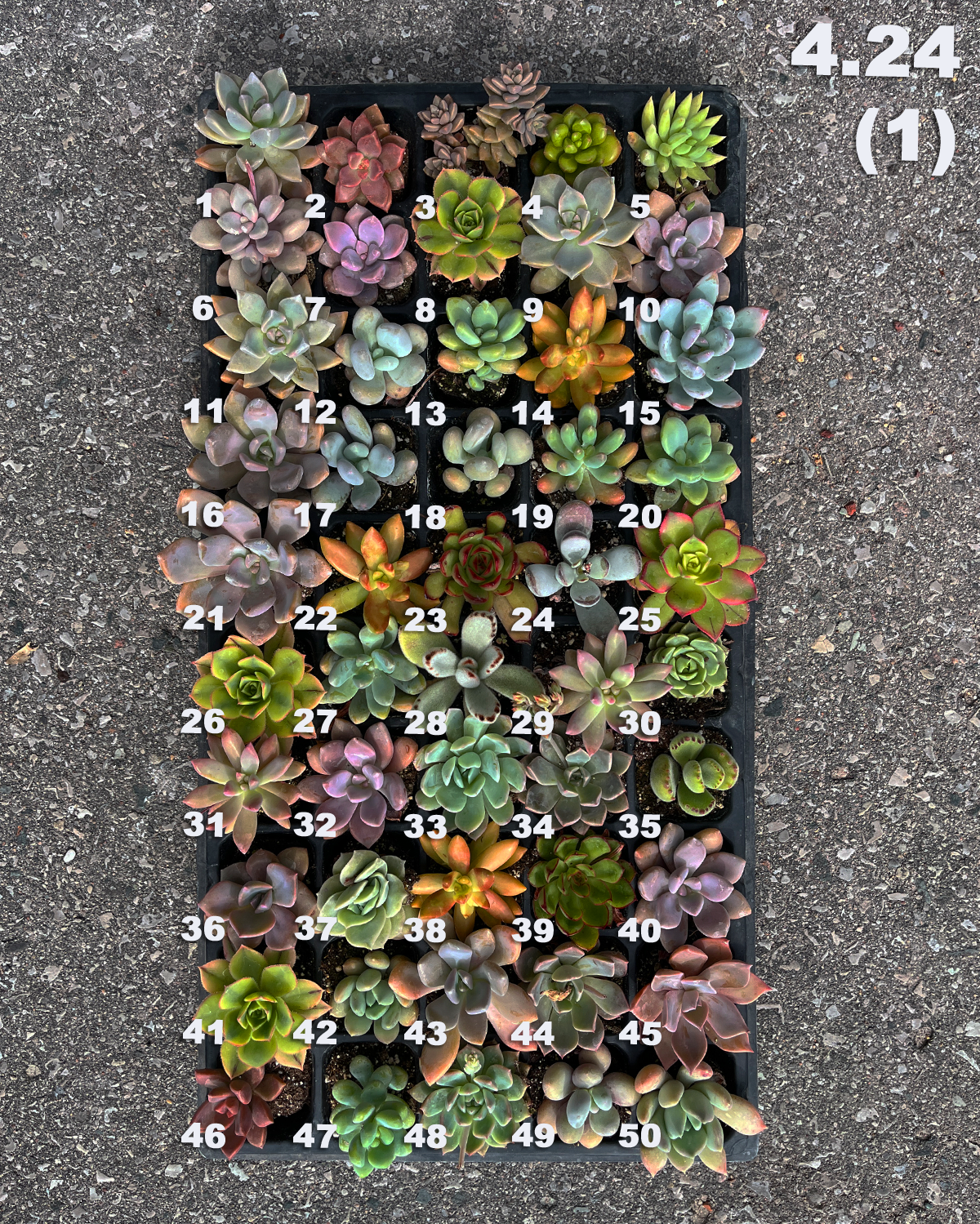 11 1 succulents photos 4.24 (1)(2) Baby/Small Local Succulents (1-100) – Springer Hobbies