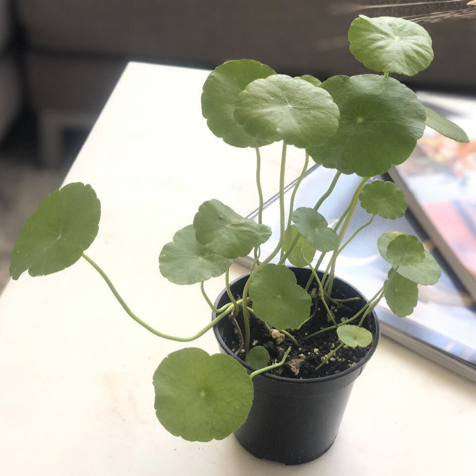 Whorled Umbrella Plant