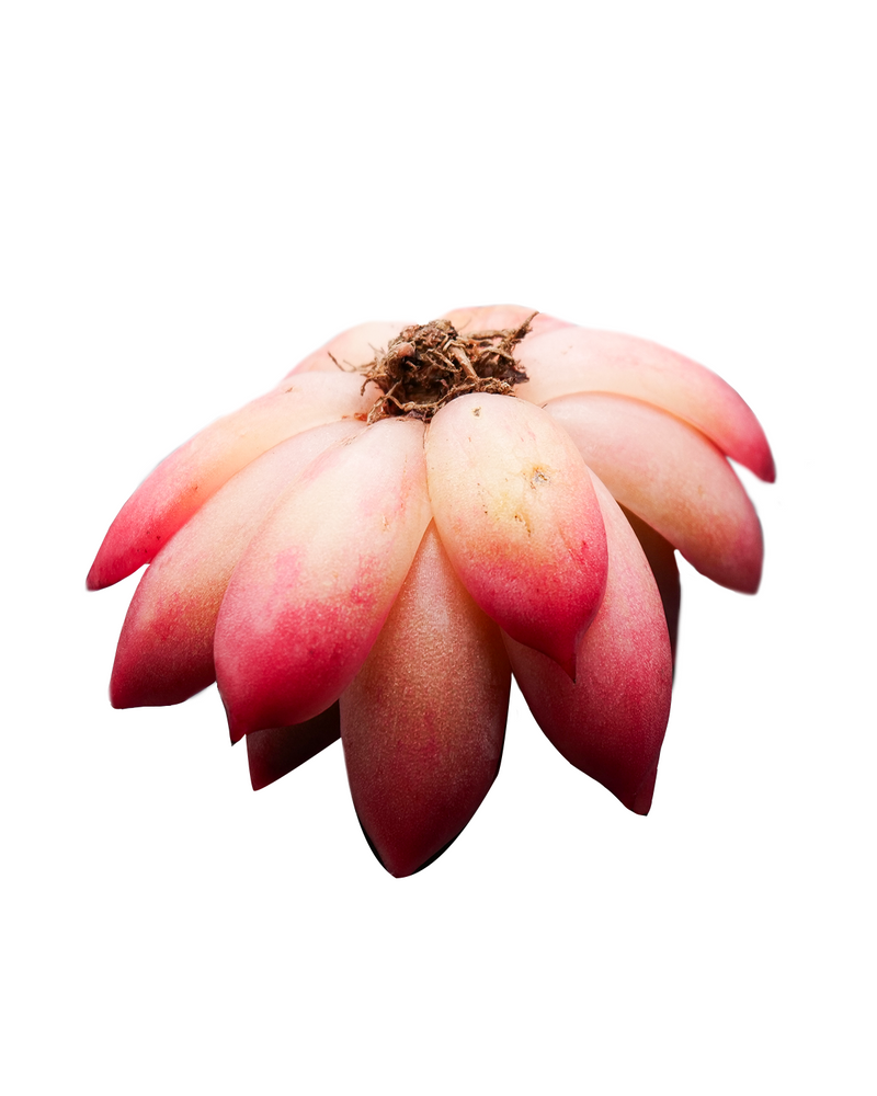 Echeveria Ariel