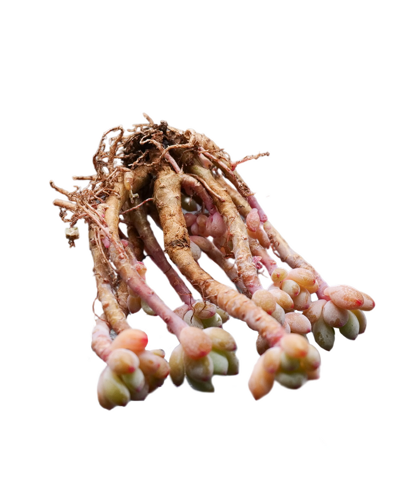 Echeveria Amoena Microcalyx Toronto's 5-star Bestseller nursery store selected local & Korean rare succulents; houseplants, indoor plants, selected handmade planters with a drainage hole, pots, bonsai pots, produced by ourselves, wholesale.