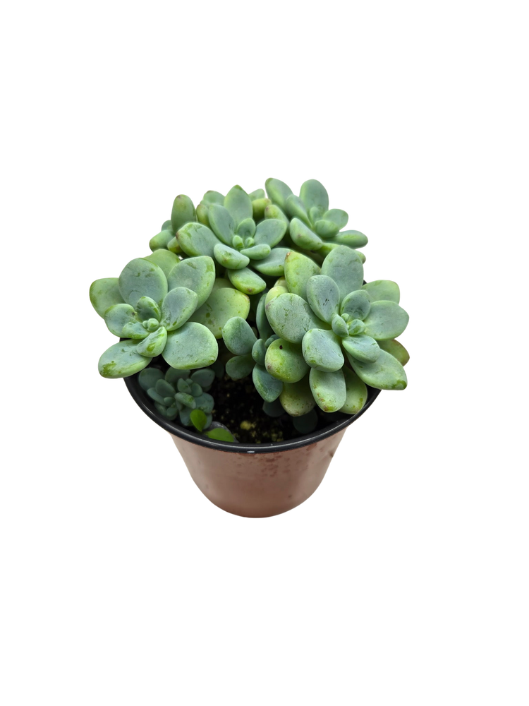 Sedum Clavatum Aurora Blue