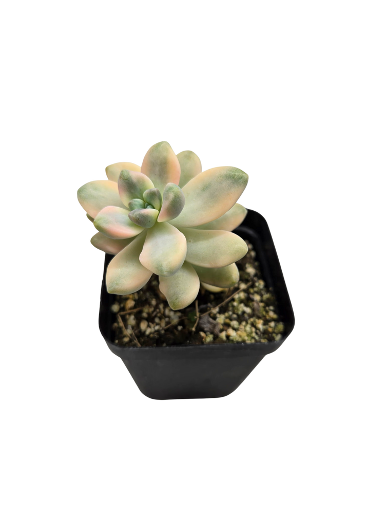 Pachyphytum Oviferum Variegated Moonstone