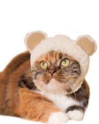 Blind Box - Bear Cat Cap