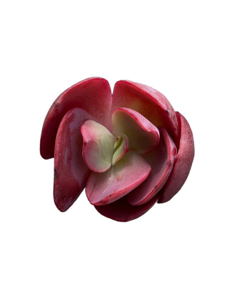 Echeveria Suyon