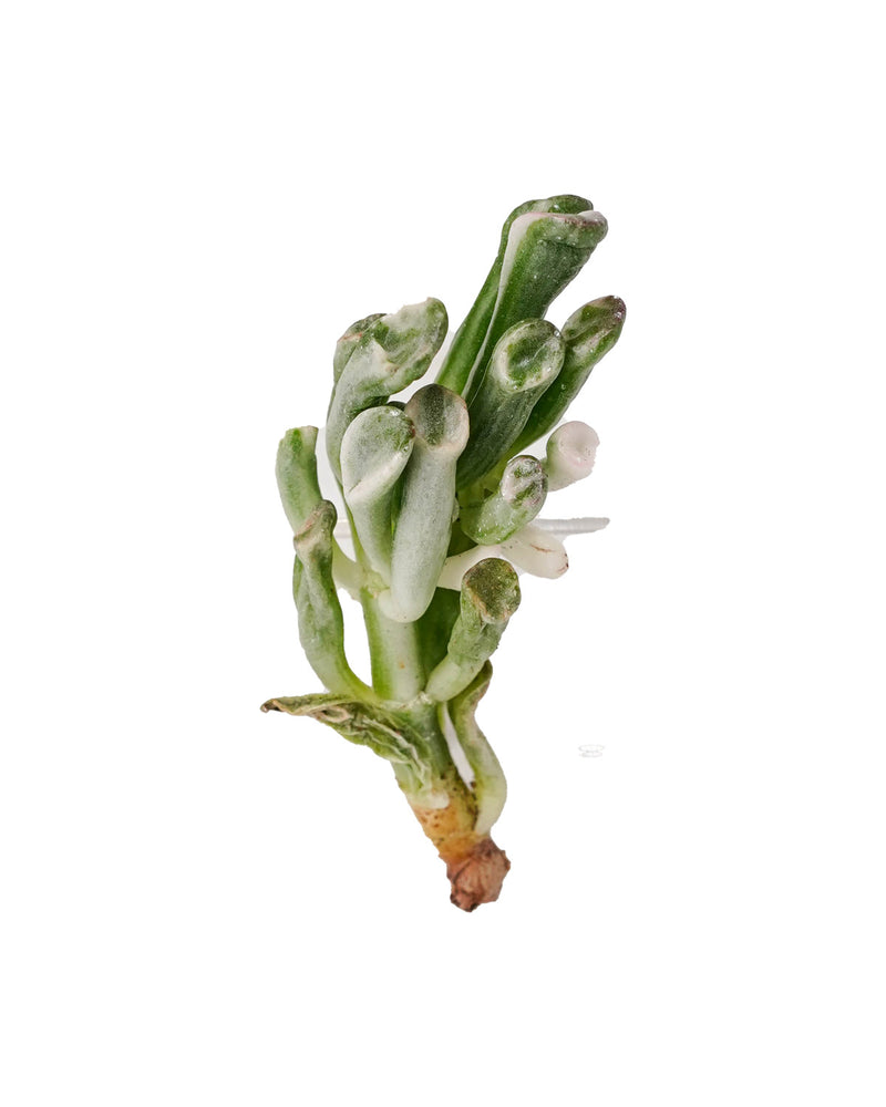 Crassula Obilqua Gollum Var.