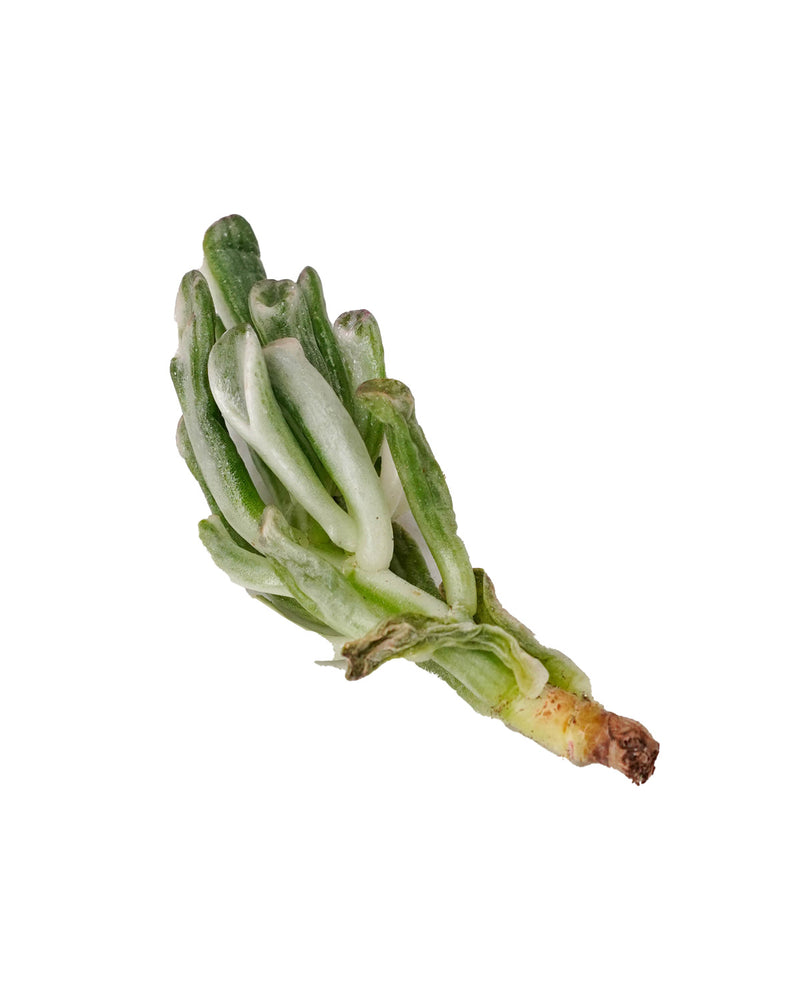 Crassula Obilqua Gollum Var.