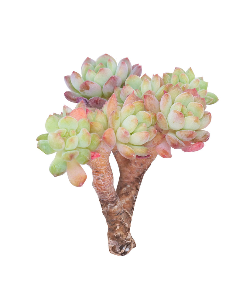 Echeveria Blue Elf Cristata