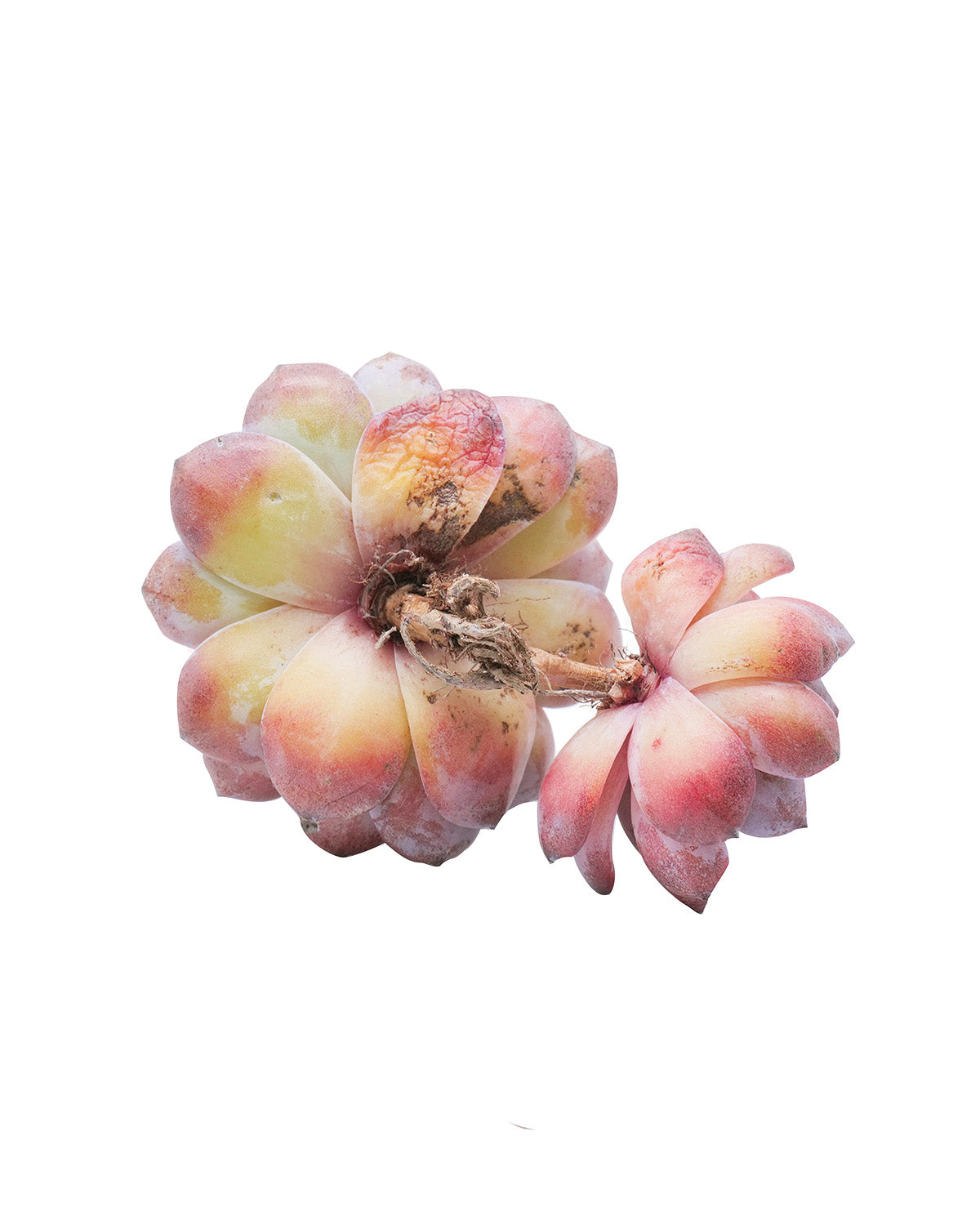 opal succulent Echeveria Dark Opal – Springer Hobbies