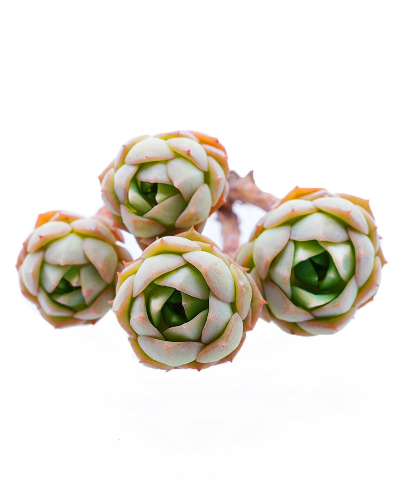 Echeveria Ivory Queen