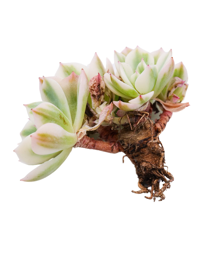 Echeveria Lenore Dean Var. Cluster
