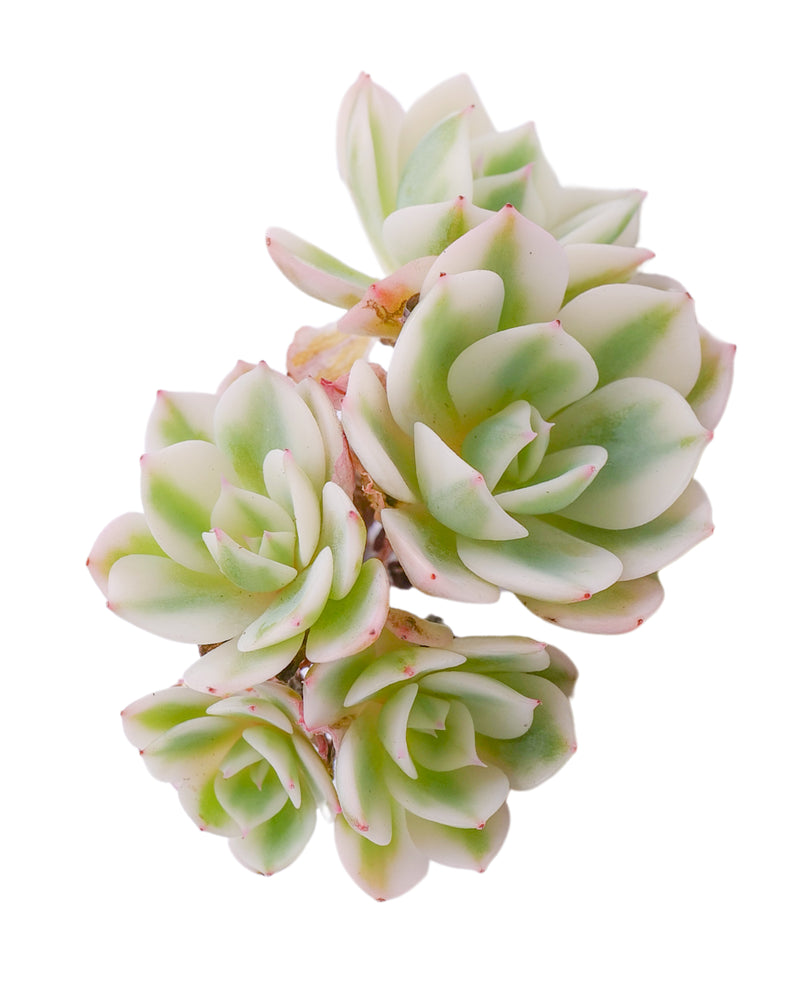 Echeveria Lenore Dean Var. Cluster