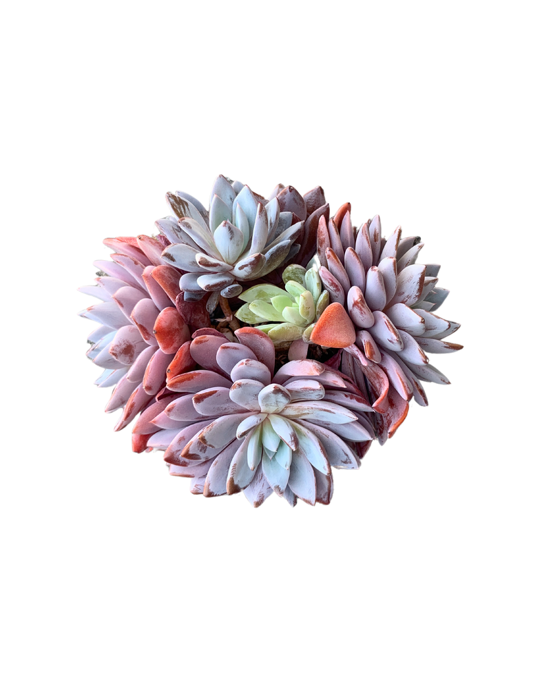 Echeveria Lulu