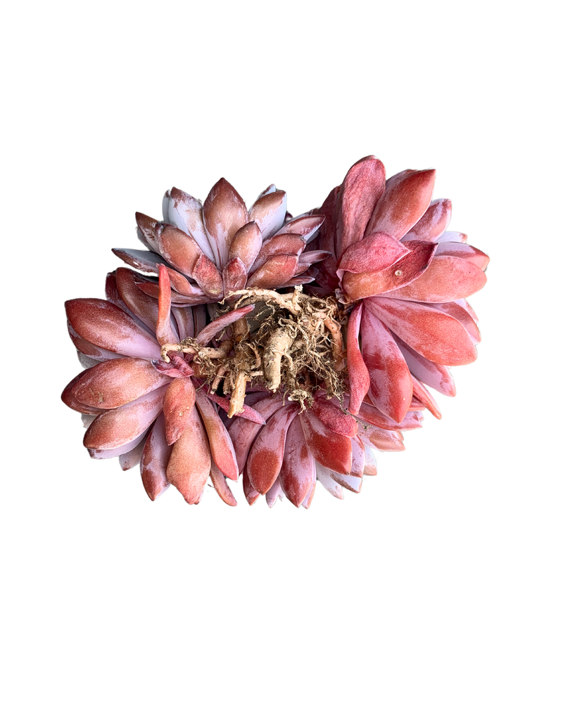 Echeveria Lulu