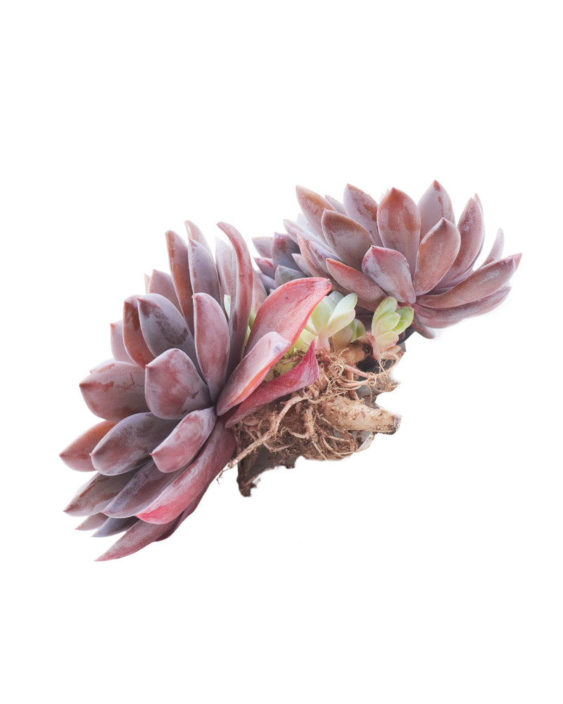 Echeveria Lulu