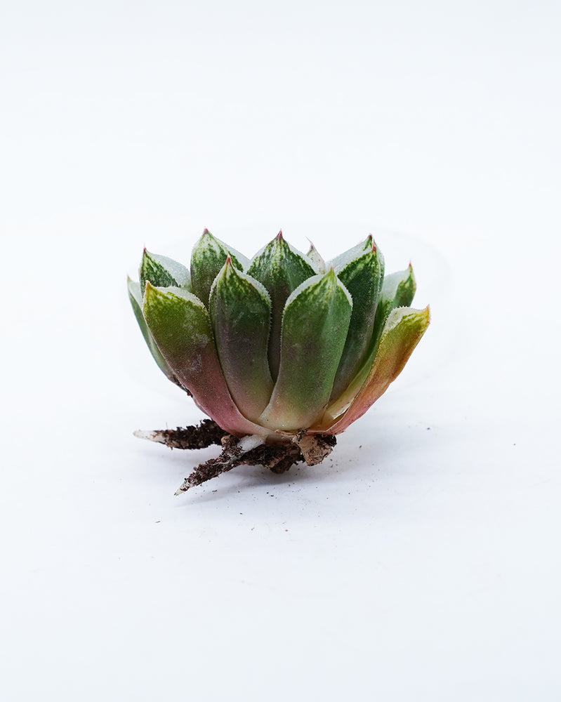 Haworthia Love Heart