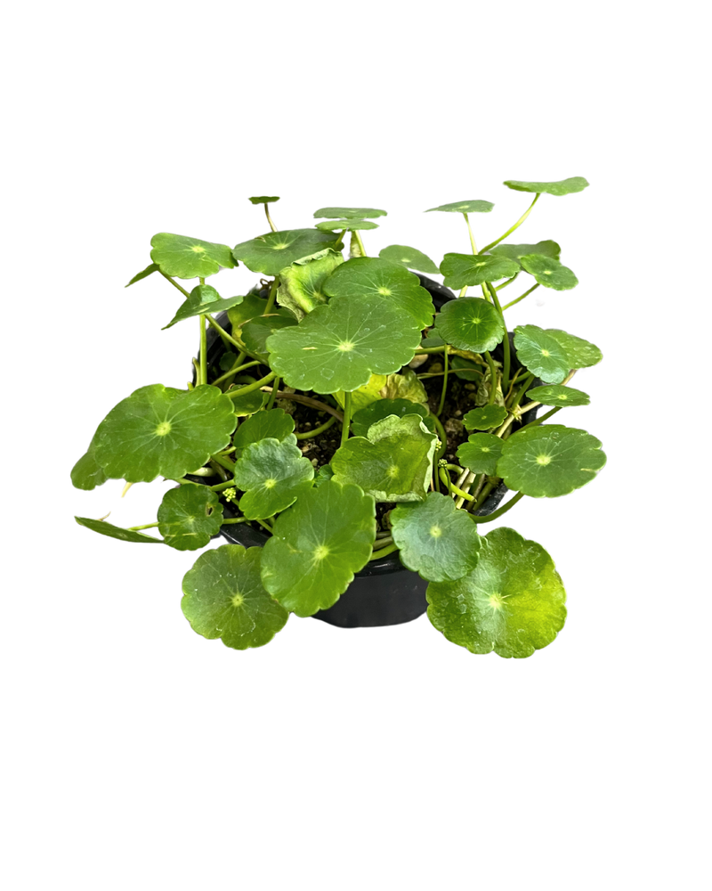 Whorled Umbrella Plant