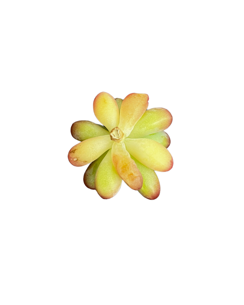 Sedum Pachyphyllum sp.