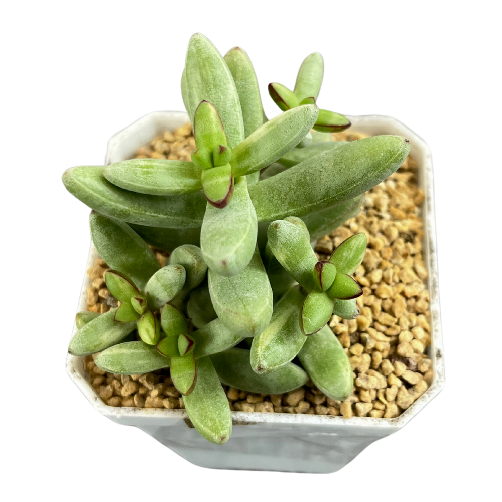 Crassula Herrei H.C. Friedrich Var.