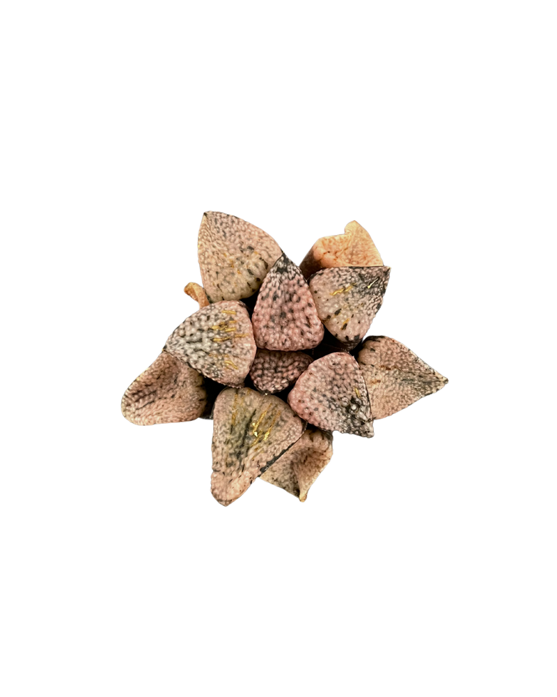 Haworthia Emelyae Ruby